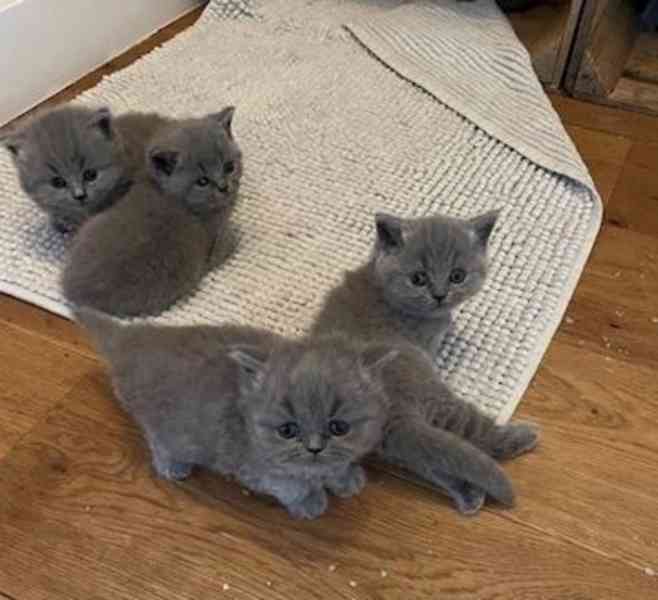 Britská krátkosrstá koťata