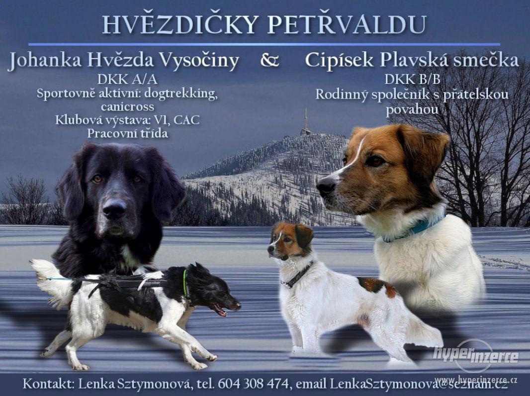 Český horský pes - rezervace štěňátek - foto 1
