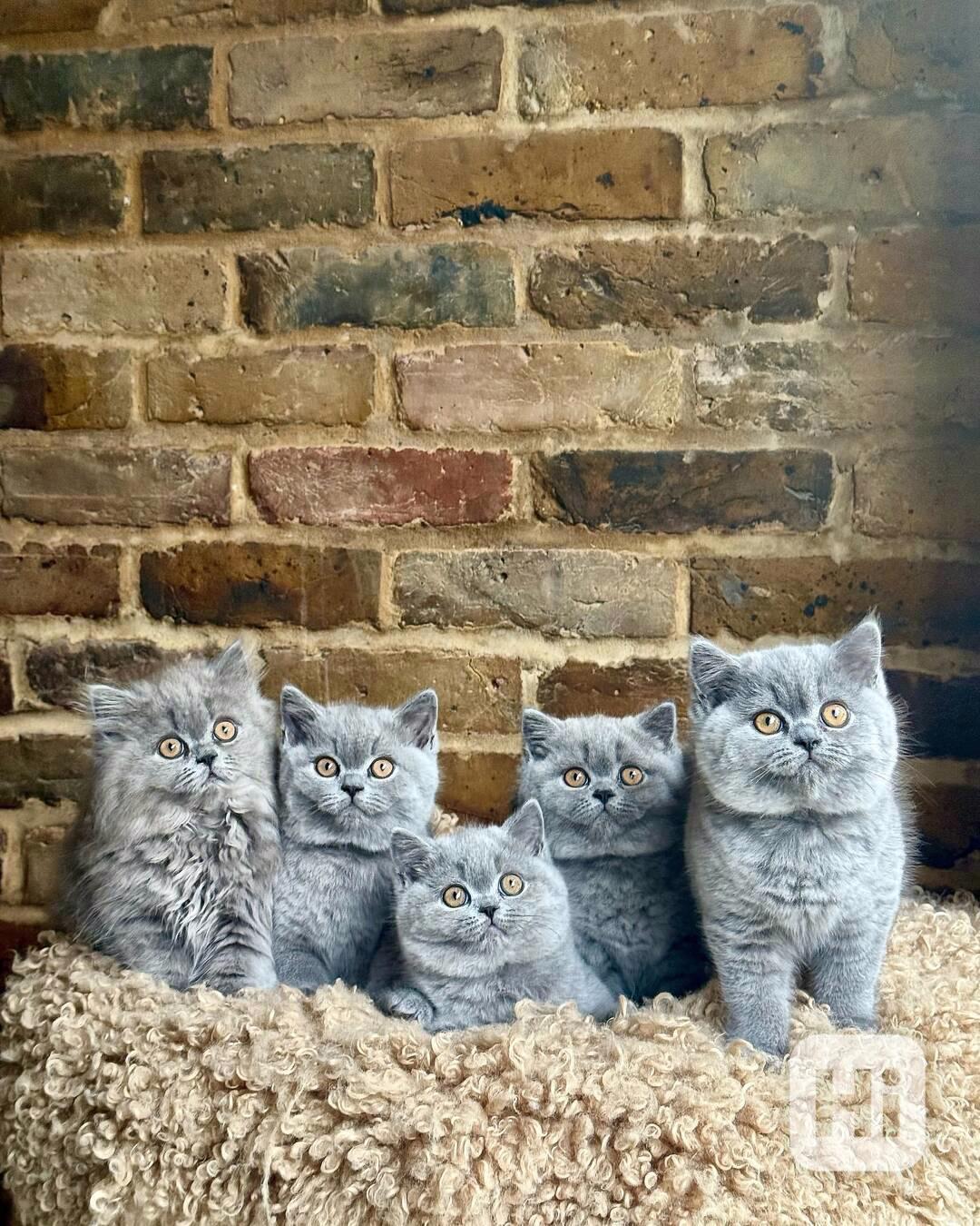 Modré britské krátkosrsté kotě na prodej - foto 1