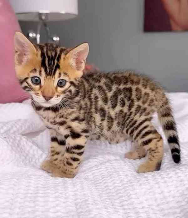 Zdarma Bengálsko a krásná koťata k adopci zdarma   - foto 1