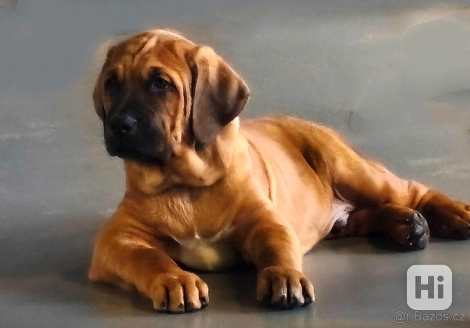 Tosa Inu s PP (FCI) - foto 1