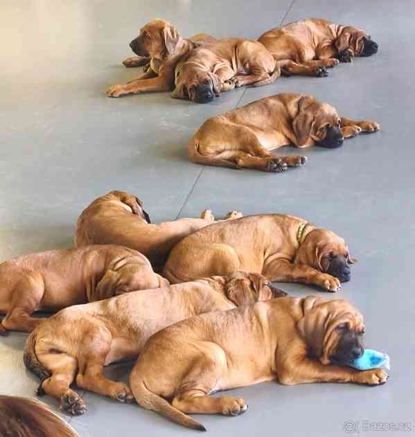 Tosa Inu s PP (FCI) - foto 2