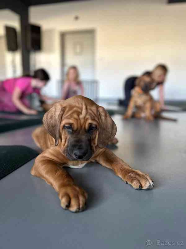 Tosa Inu s PP (FCI) - foto 9