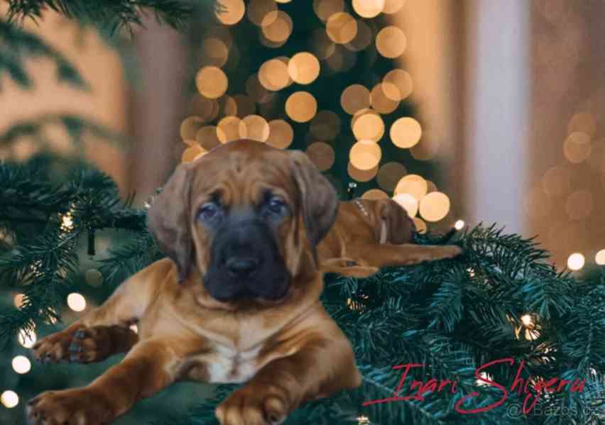 Tosa Inu s PP (FCI) - foto 8