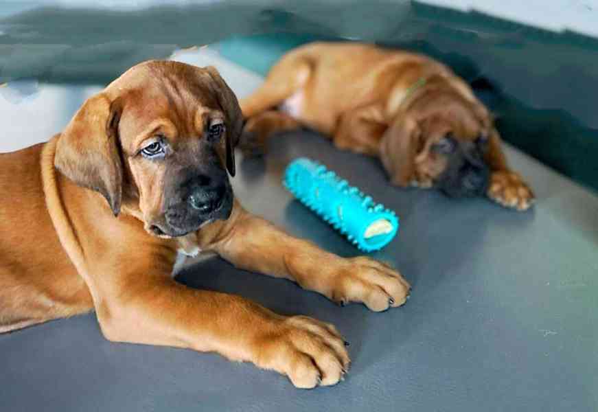 Tosa Inu s PP (FCI) - foto 13