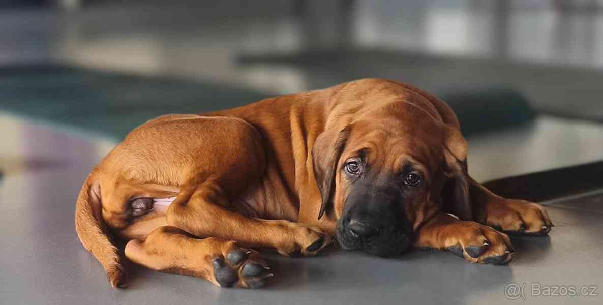 Tosa Inu s PP (FCI) - foto 5