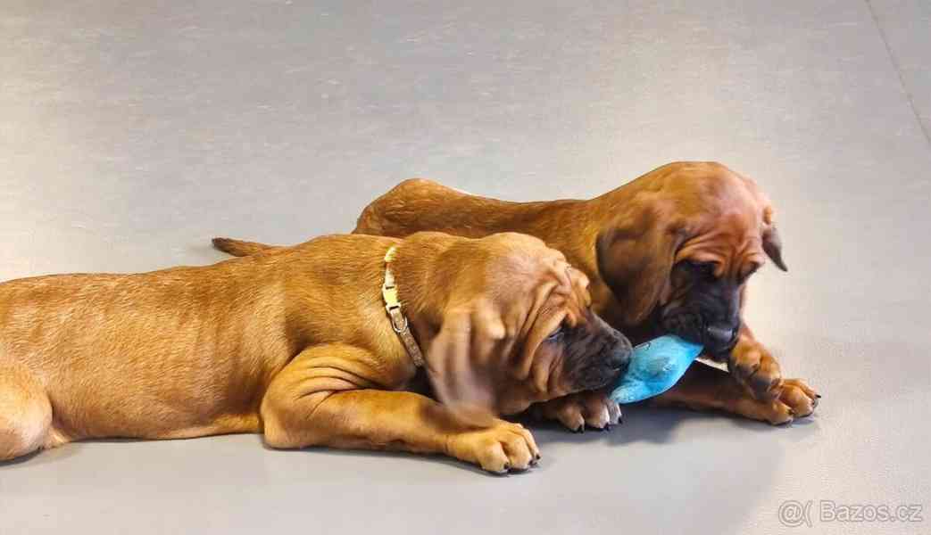 Tosa Inu s PP (FCI) - foto 10