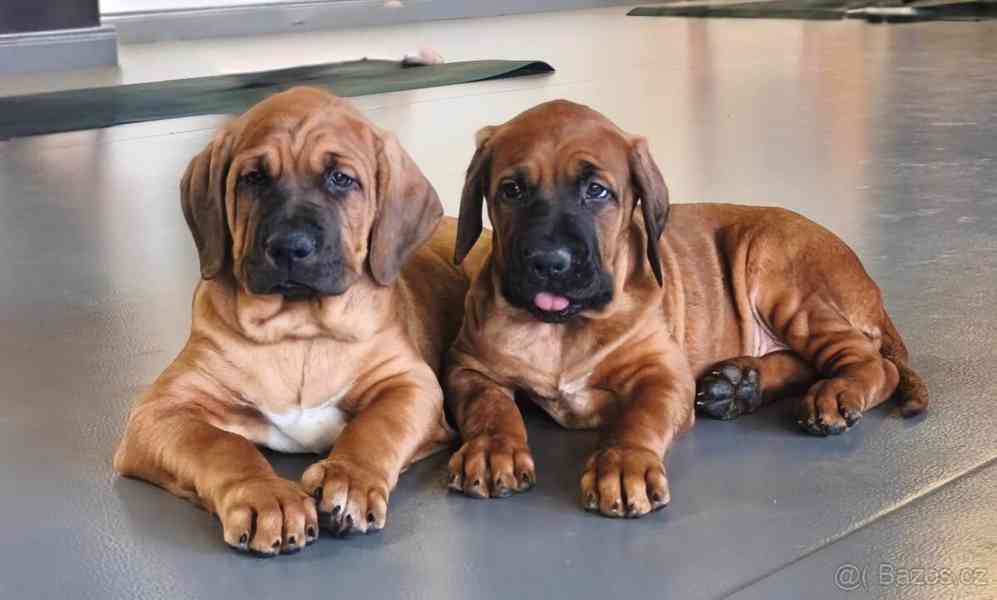 Tosa Inu s PP (FCI) - foto 3