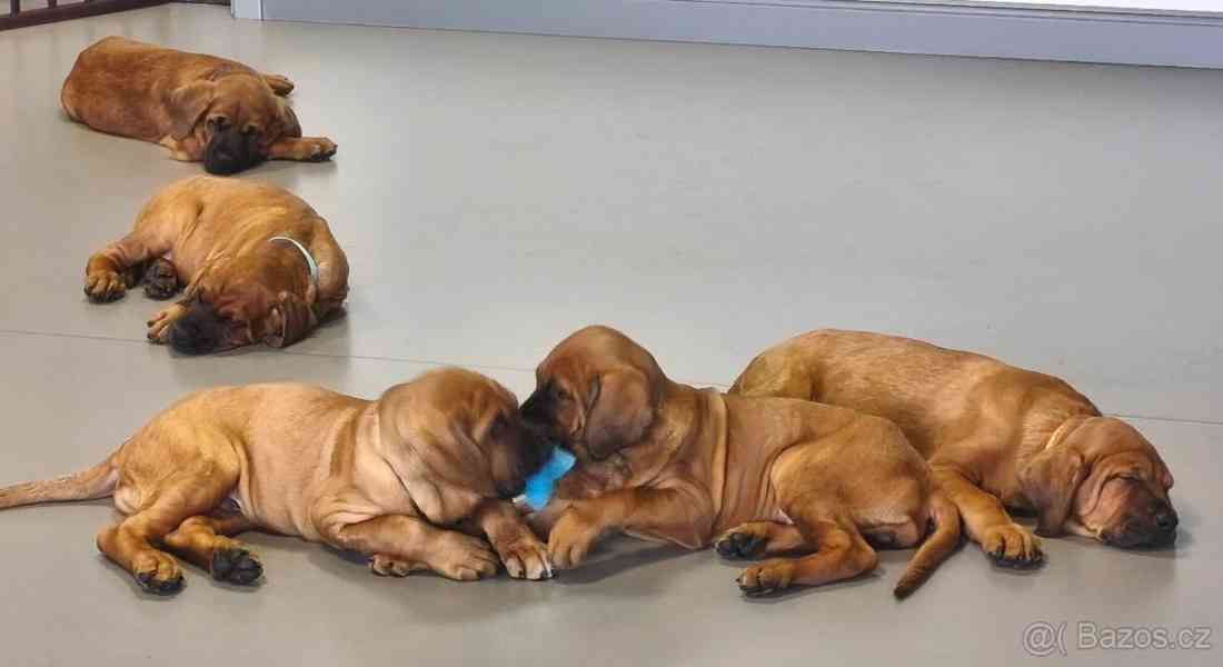 Tosa Inu s PP (FCI) - foto 11