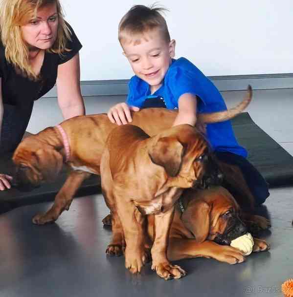 Tosa Inu s PP (FCI) - foto 7