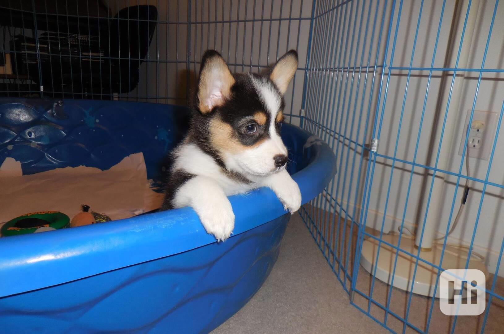 Pembroke Welsh Corgi Puppies AVAILABLE - foto 1