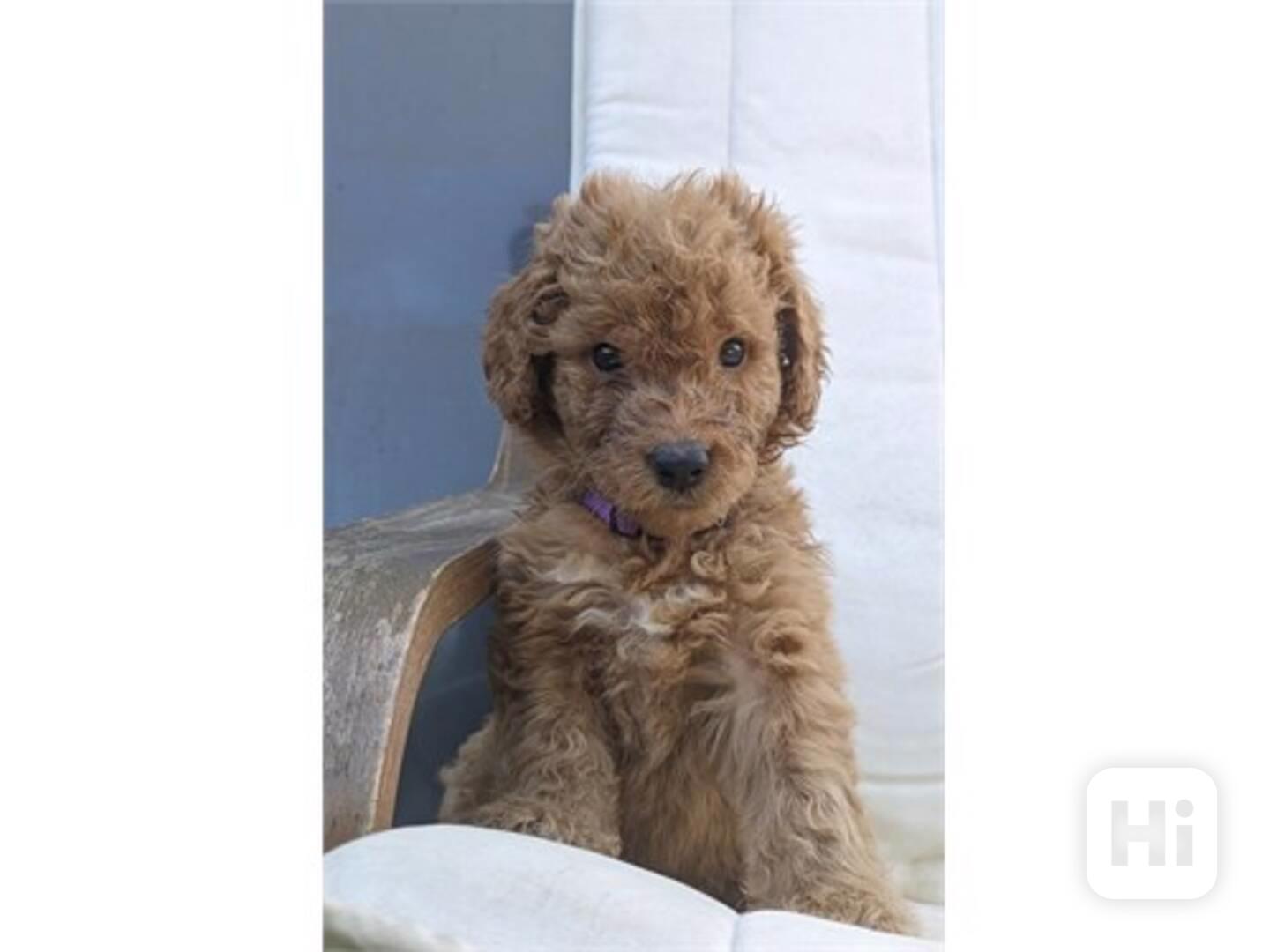 GoldenDoodle - foto 1