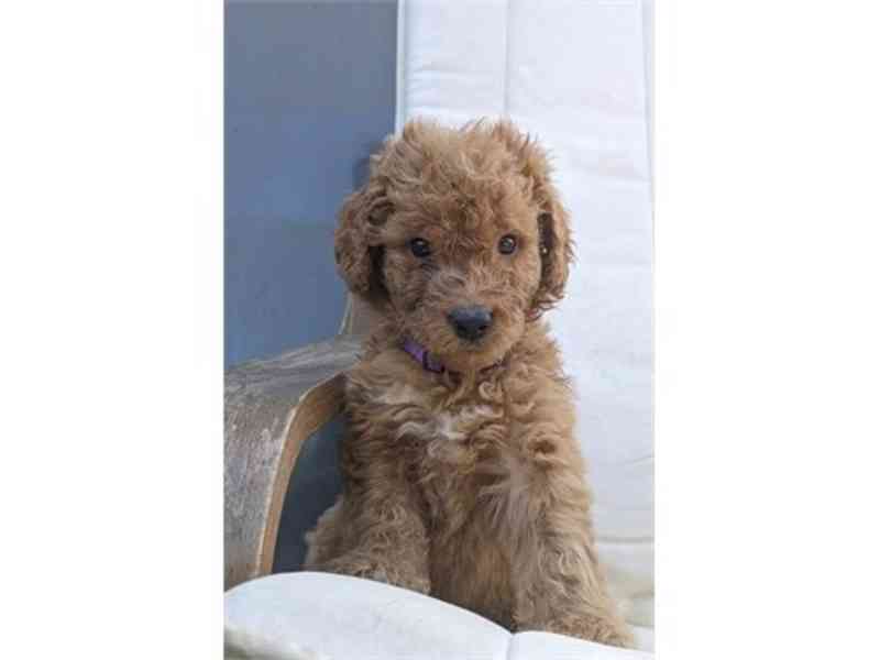 GoldenDoodle