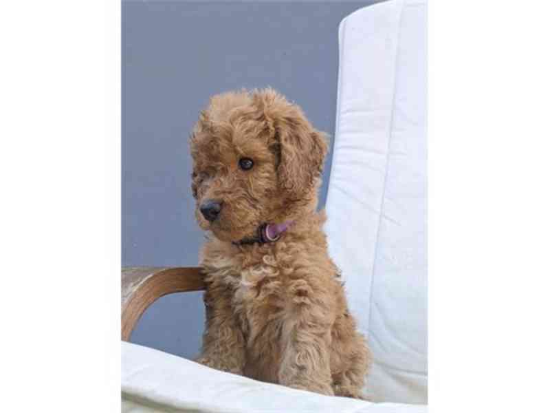 GoldenDoodle - foto 2