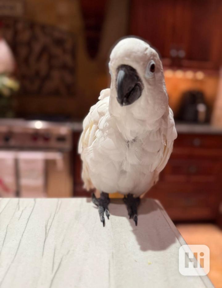 Krásní papoušci kakadu - foto 1