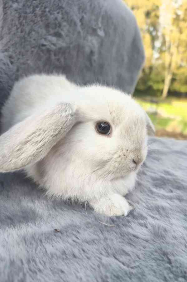 Zakrslý králik - foto 2