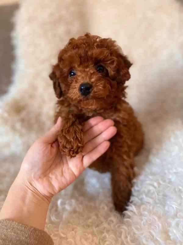 Perfektní štěňata toy pudla - samec a samice - foto 1