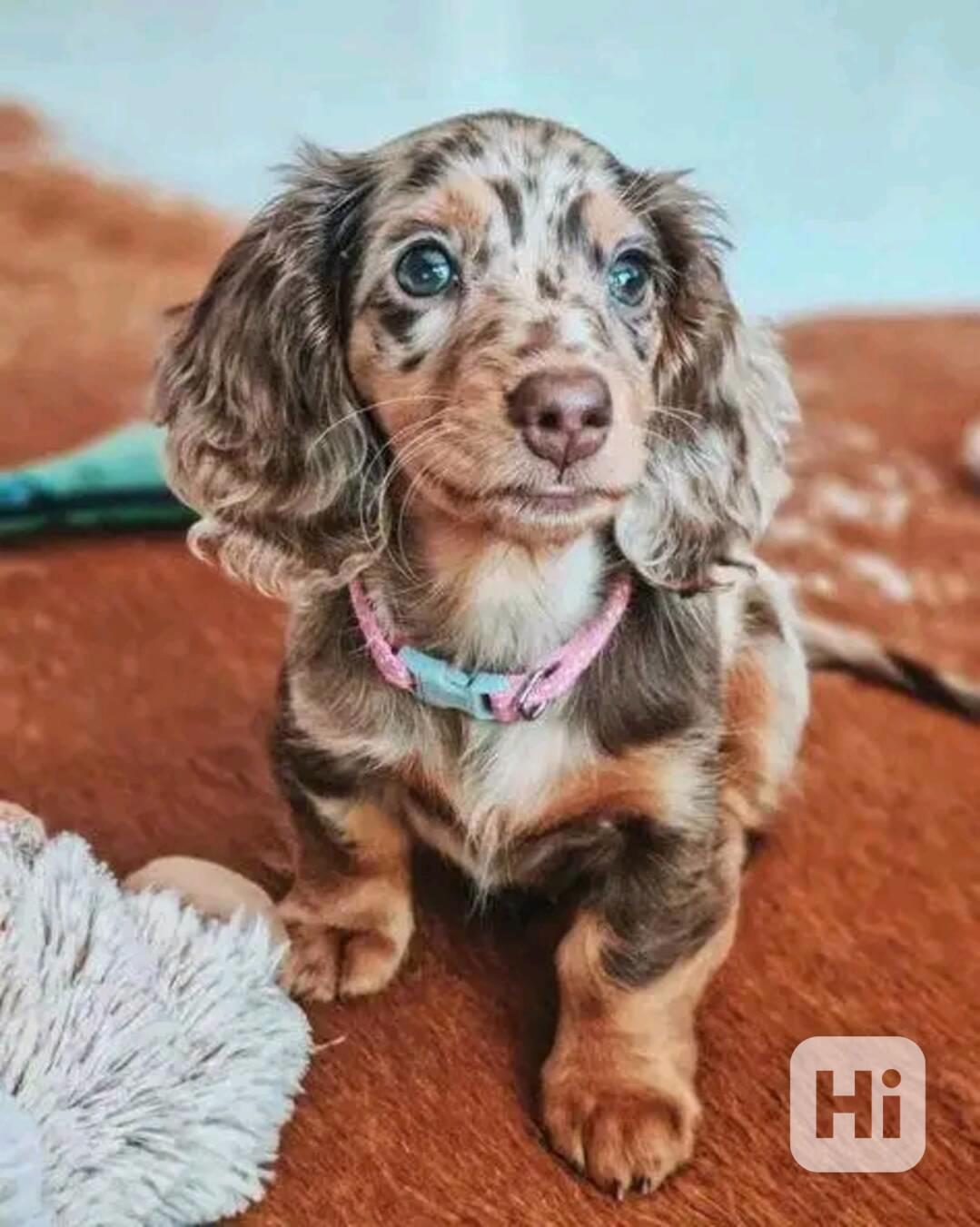 Štěňata jezevčíka samec a samice k adopci - foto 1