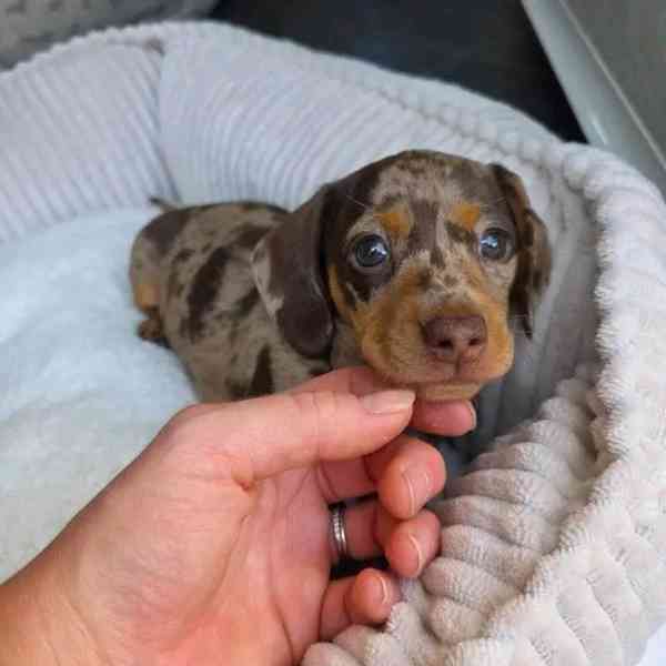 Štěňata jezevčíka samec a samice k adopci - foto 2