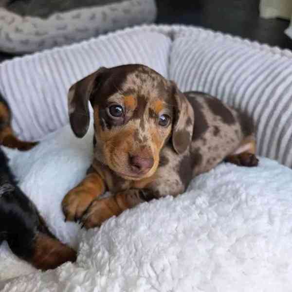 Štěňata jezevčíka samec a samice k adopci - foto 3