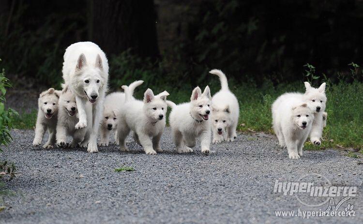 Bílý švýcarský ovčák - štěňátka s pp - foto 1