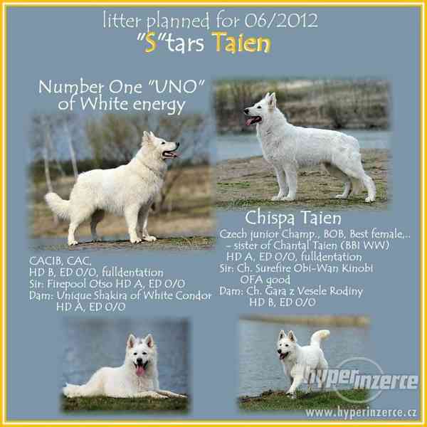 Bílý švýcarský ovčák - štěňátka s pp - foto 3