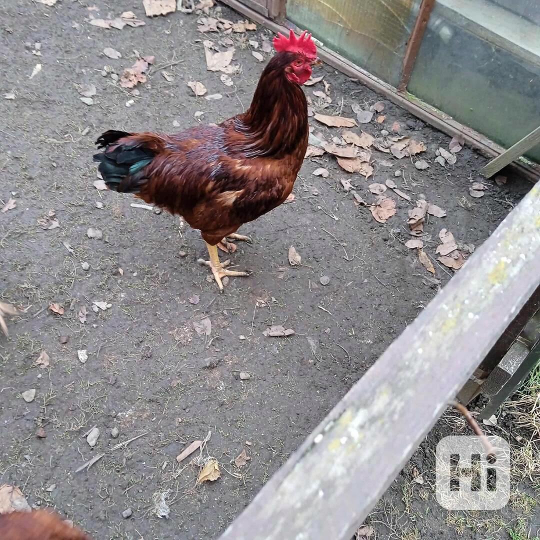 Letošní kohout - foto 1