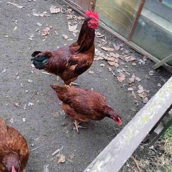 Letošní kohout - foto 2