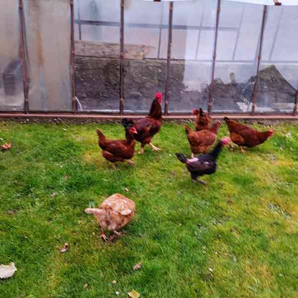 Letošní kohout - foto 3