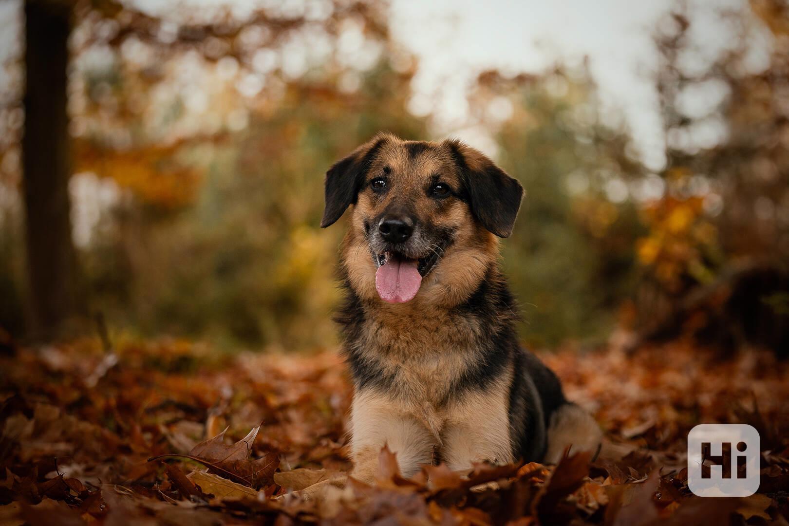 WILLIS - 20 kg, kastrovaný psík 8 let - foto 1