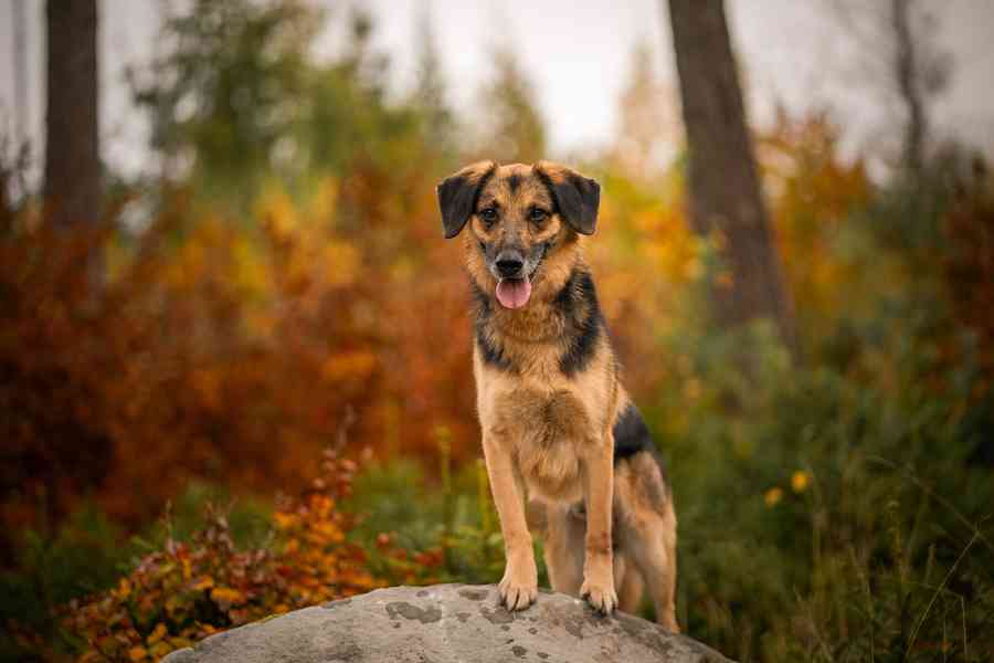 WILLIS - 20 kg, kastrovaný psík 8 let - foto 7