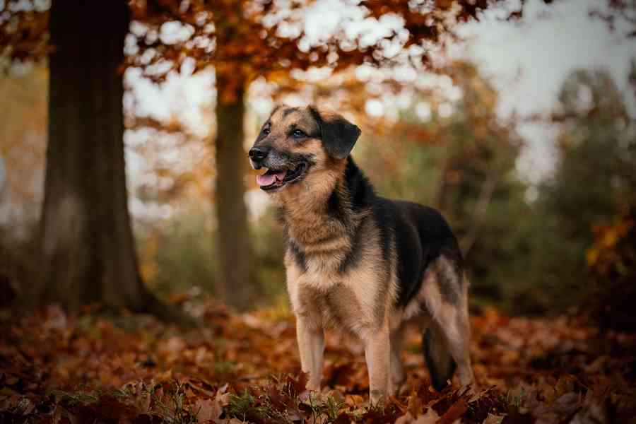 WILLIS - 20 kg, kastrovaný psík 8 let - foto 5