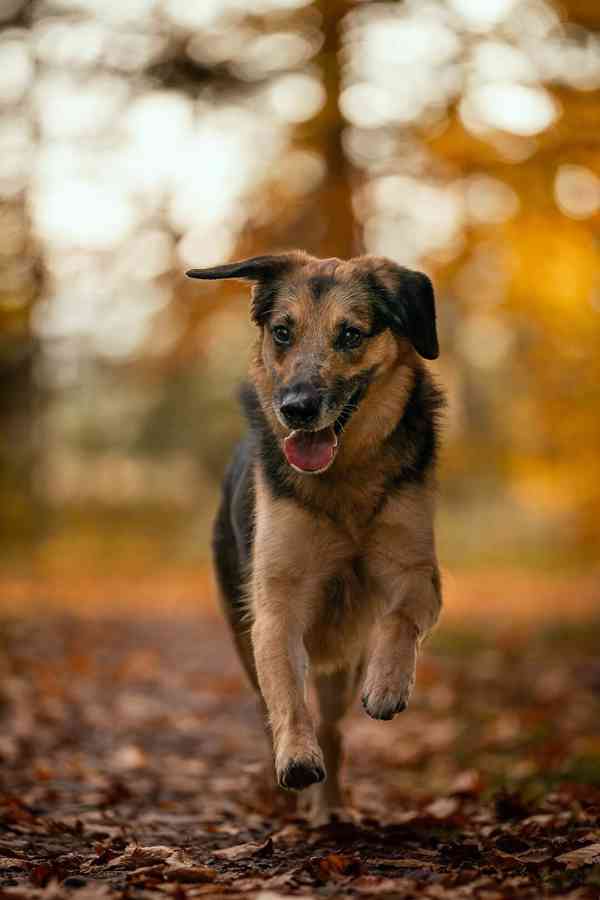 WILLIS - 20 kg, kastrovaný psík 8 let - foto 4