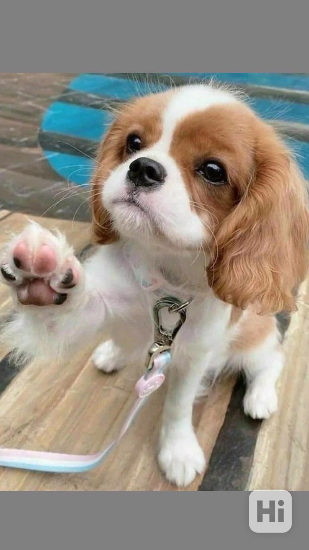 Sladký kavalír king charles španěl štěňata - foto 1