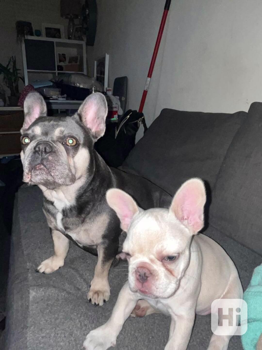 Francouzští buldočci k adopci - foto 1