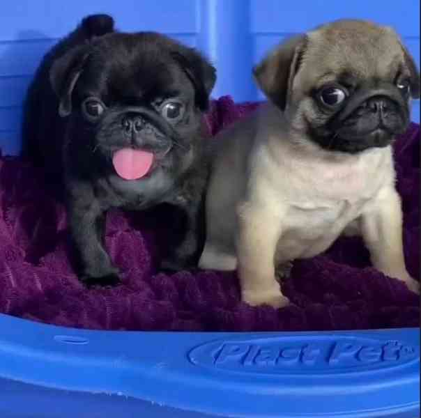 Dárek zdarma  krásná štěňata mopse k adopci  - foto 1