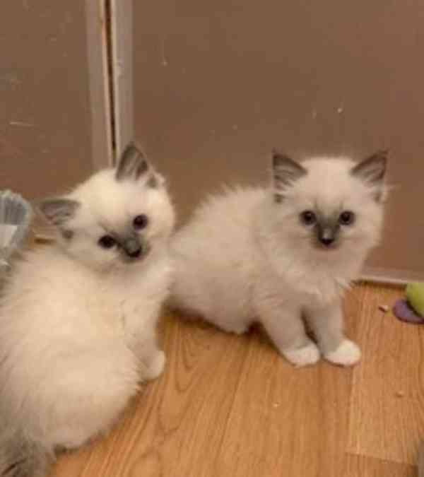 Nádherná koťátka plemene Ragdoll - foto 1
