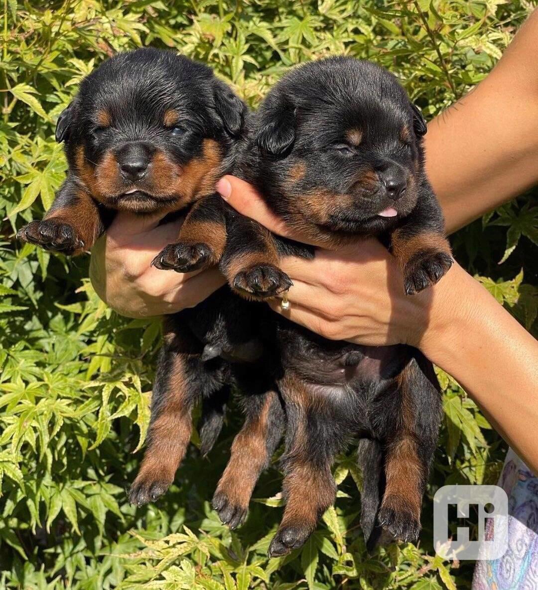 Dárek štěňata rotvajlera k adopci zdarma   - foto 1