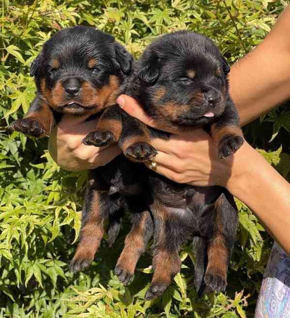 Dárek štěňata rotvajlera k adopci zdarma   - foto 1
