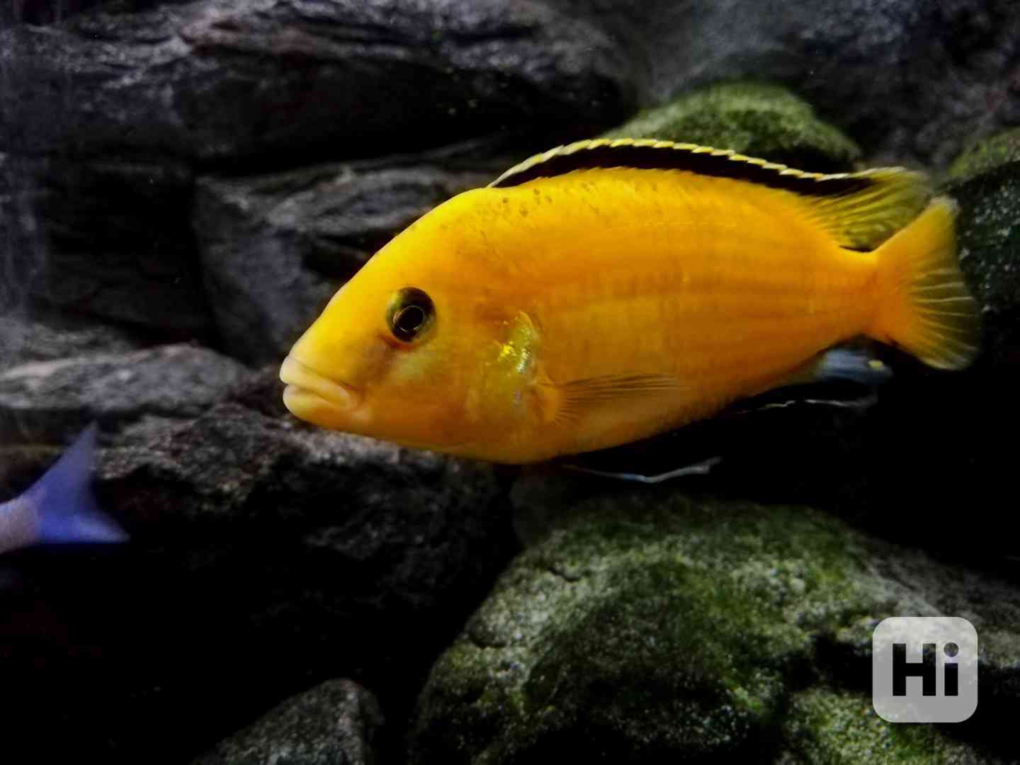 Tlamovci Malawi  - foto 1