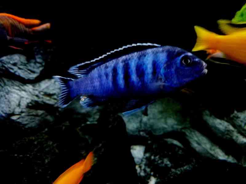 Tlamovci Malawi  - foto 19