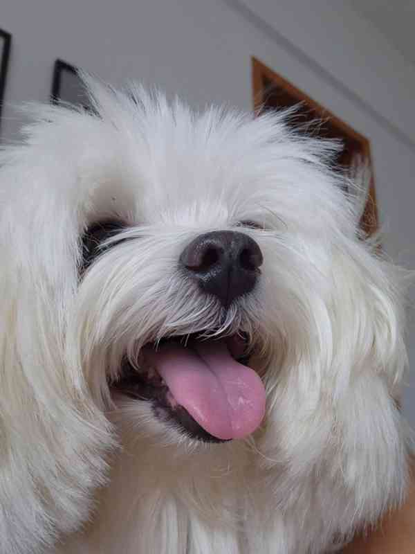 New Havanese puppies are ready to go to their new home - foto 6