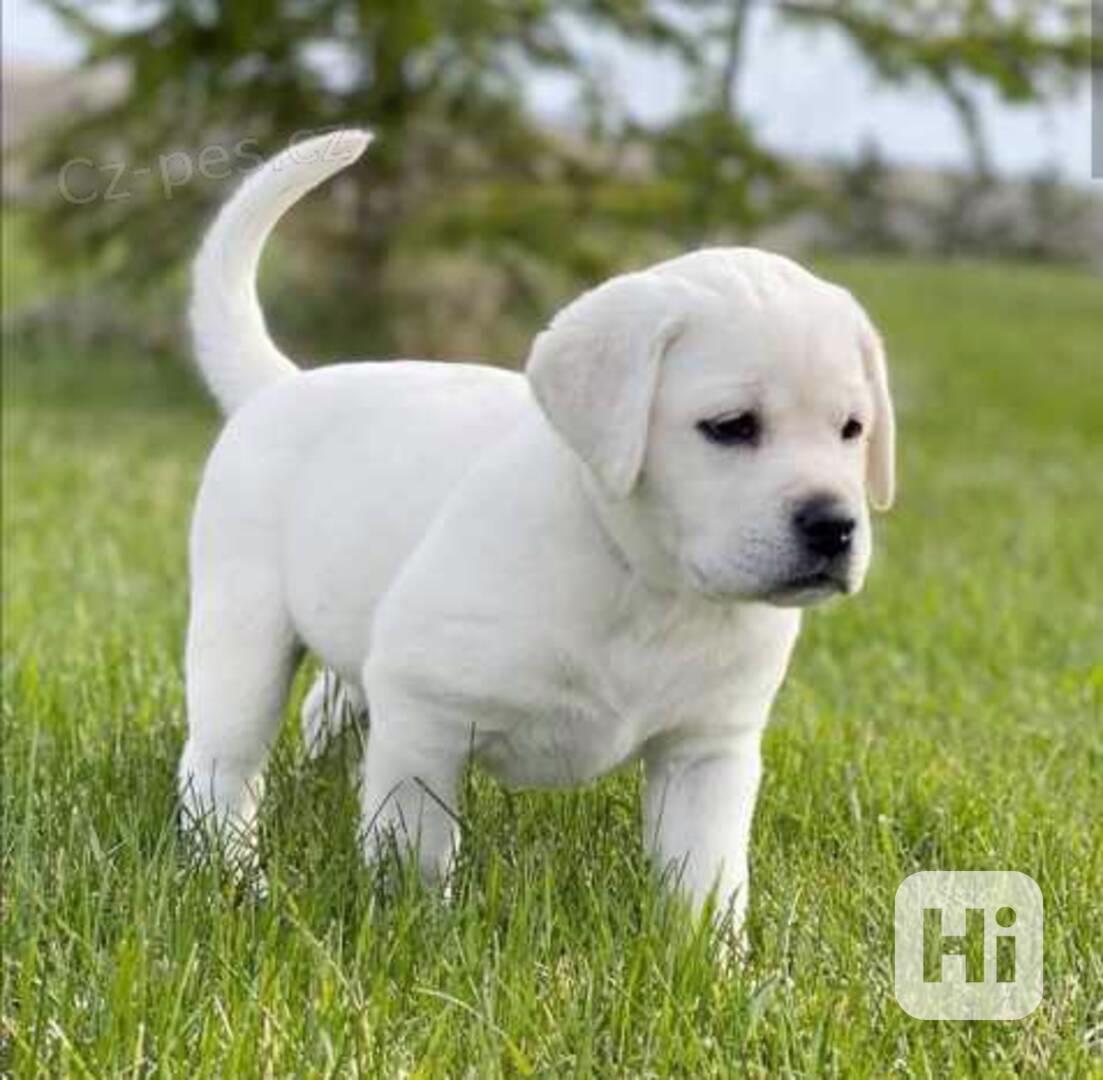 Štenata labradorského retrívra - foto 1