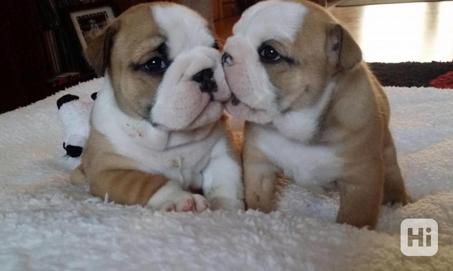 Štěňata prvotřídního anglického buldoka k dispozici - foto 1