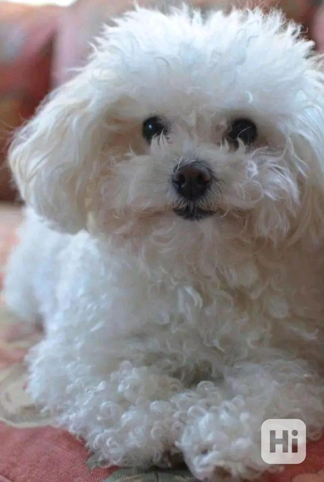 Bišonek k prodeji - foto 1