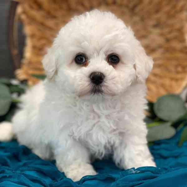 Bišonek k prodeji - foto 2