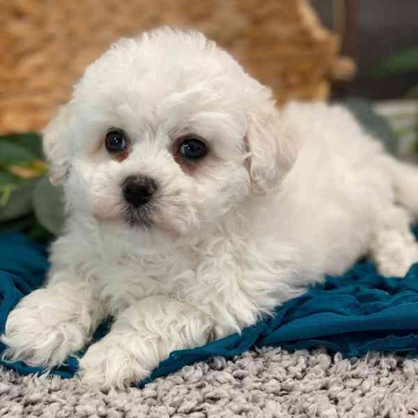 Bišonek k prodeji - foto 3