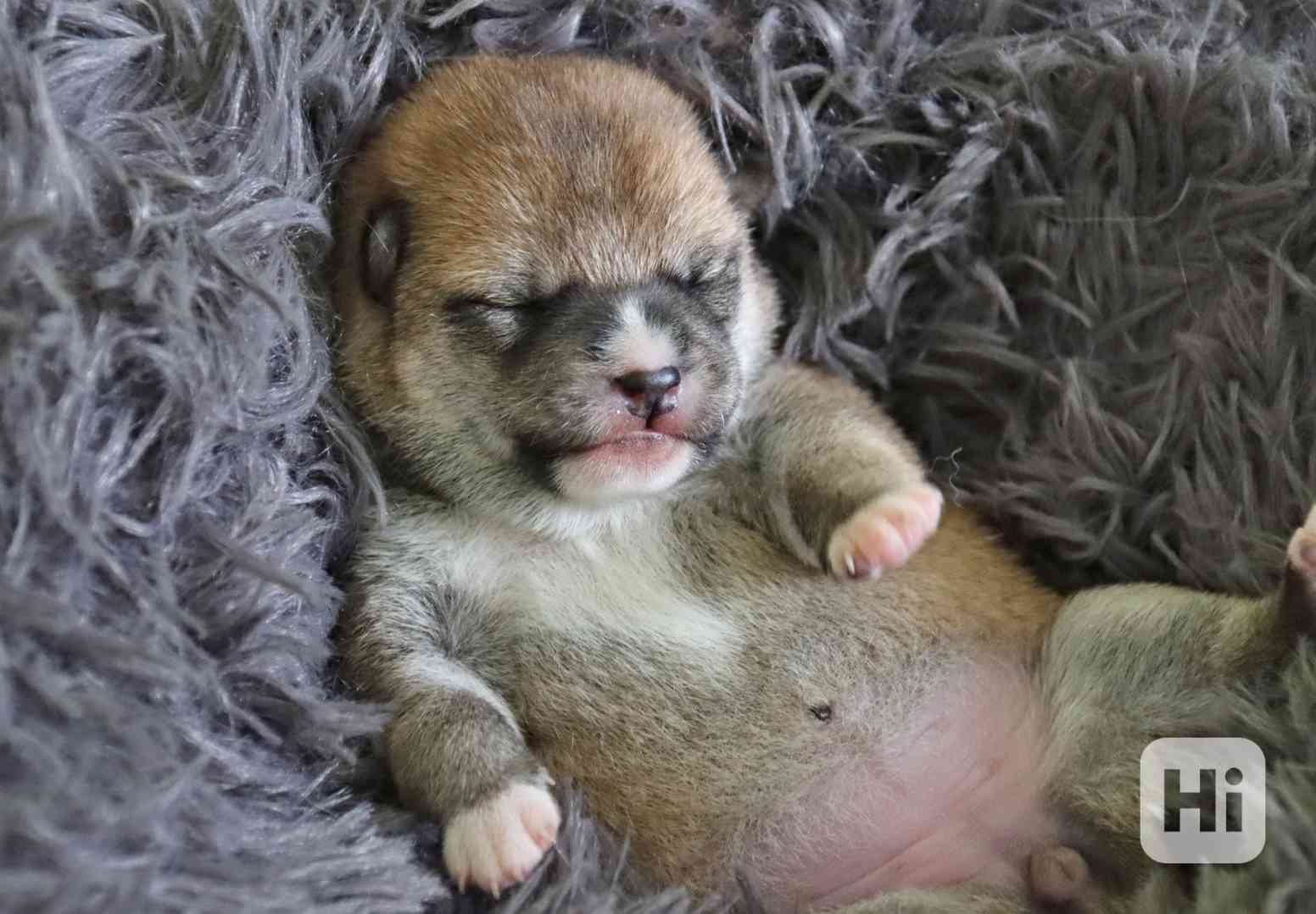 Shiba inu s PP - foto 1