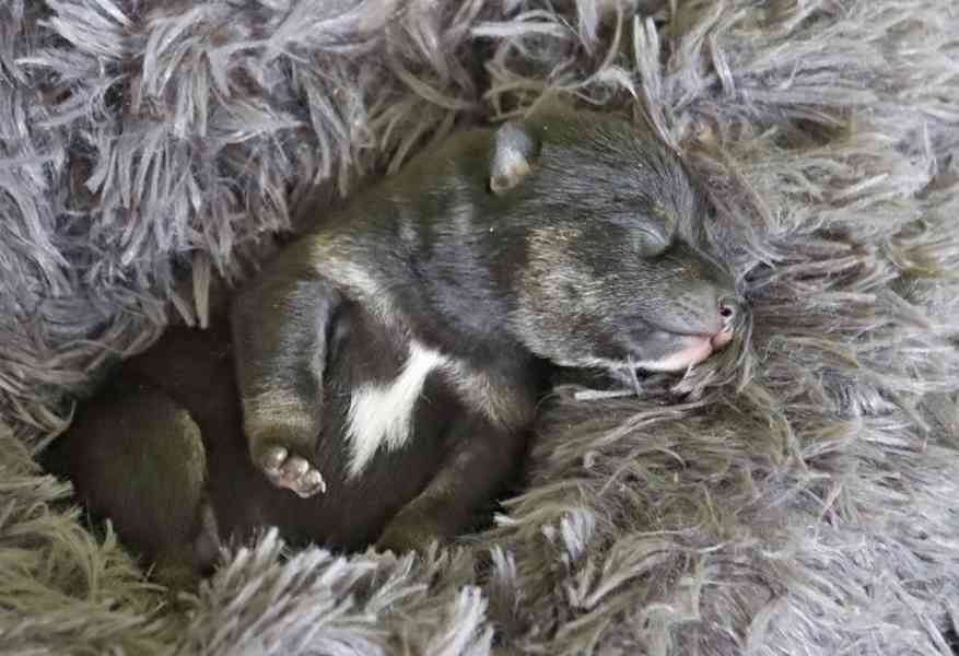 Shiba inu s PP - foto 3