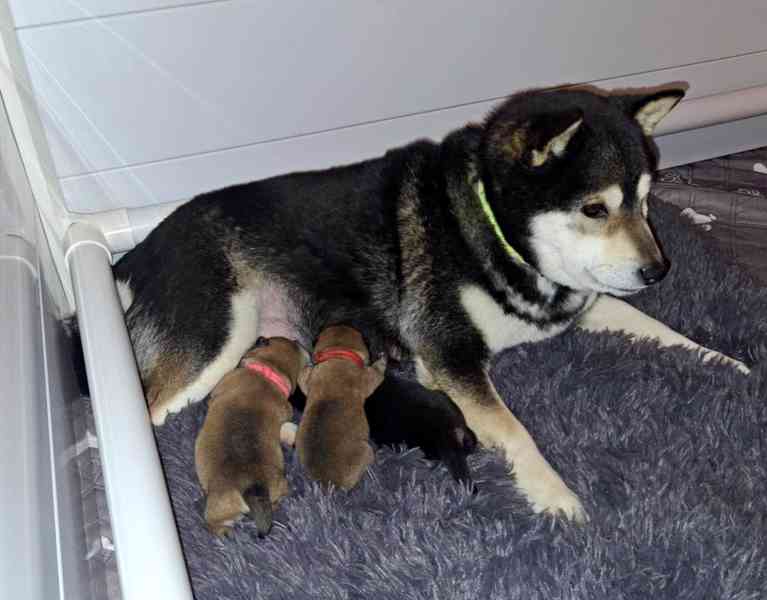 Shiba inu s PP - foto 2